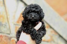 Toy Poodle Girl *** And Boy