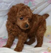 Male And Female Poodle Puppies ***) ***-***0
