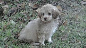 Toy Poodle puppies for sale