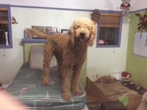 Standard poodle puppies