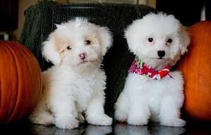 cute toy poodles for re-homing
