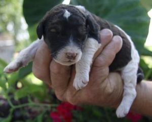 Standard poodle puppies in Nampa