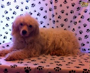 adorable poodle puppy ready now