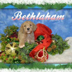 Bethlaham ***