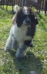 akc(limited) standard poodle-male