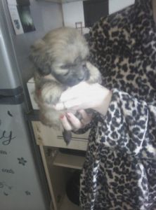 Stunning Litter Shipoo Puppies