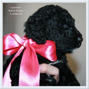 CKC Standard Poodle Puppy