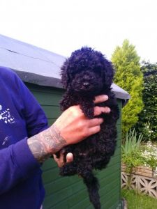 Absolutely Gorgeous Female Poodle Pup