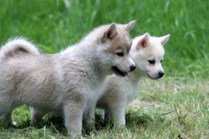 Beautiful Poodle Pups