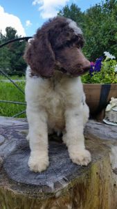Akc standard poodle