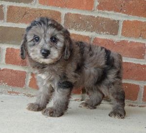 Awesome AKC Poodle Puppies