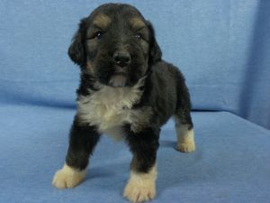 Joseph Bernerdoodle-(Berner/Poodle Hybrid)