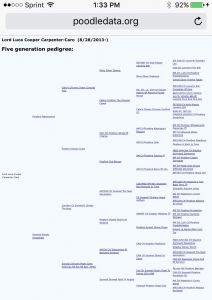 AKC Standard Poodle Stud