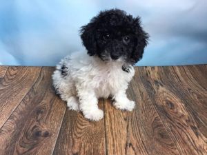 panda mini poodle
