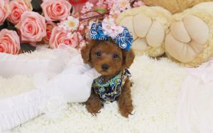 Standard Parti Poodle Puppies