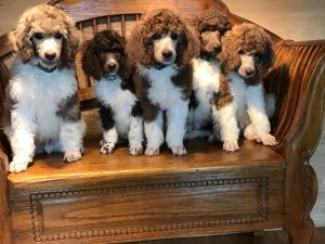 Standard tuxedo poodles