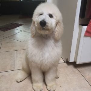 AKC standard poodle