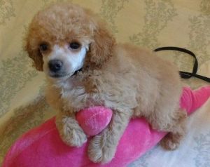 poodle female