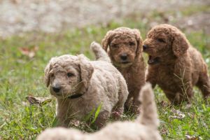 Spectacular AKC Poodle puppies
