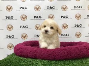 Poodle - William - Male