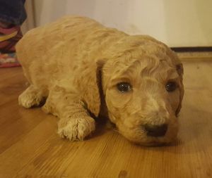 AKC Standard poodle pups