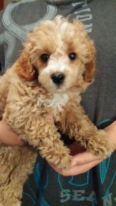 Spectacular AKC Poodle puppies