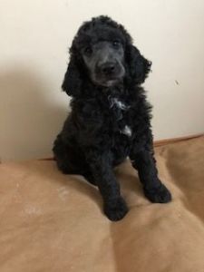 AKC standard poodle male puppy