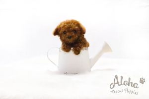 15% Off Teacup Poodle Puppies For Sale - Captain