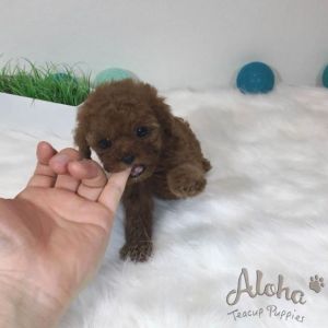 Captain - Teacup Size Poodle