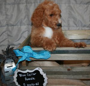 Red Standard Poodle Puppies