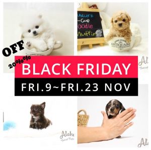 Muffin - Teacup Micro Poodle