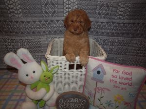AKC/CKC Double Registered Standard Poodle Puppies-Now Ready! Excellent