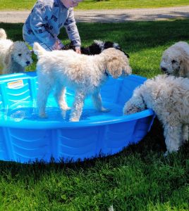 Standard Poodle Puppies