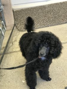 Miniature POODLE puppy for sale