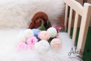 Toy Mini Poodle Puppies For Sale - Kitty