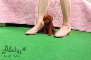 Mini Toy Poodle Puppies For Sale - Kitty