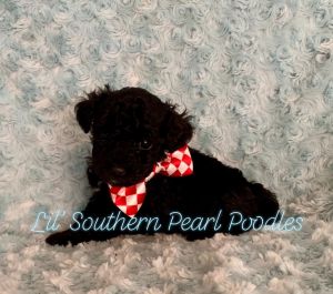 AKC Lil’ Southern Pearl Poodle “Fo**”