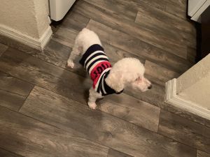 Lucas he’s 2 years old very good dog..