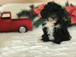 Lacie: Toy Females Poodle