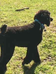 AKC Standard Black poodle Puppies