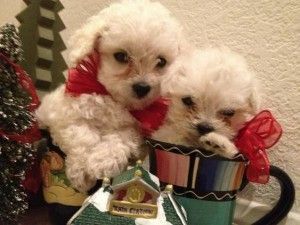 Male and female poodle puppies.