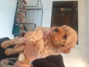 Awesome poodles available