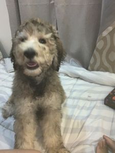 Standard poodle for sale
