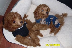 Poodle Toy Red Purebred ACA Registered