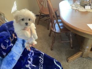 Poodle/ chihuahua puppies