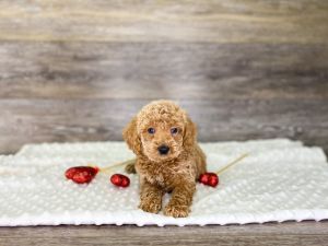 Pup lover with allergies