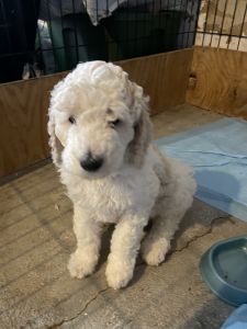 Pure Breed Standard Poodle Boy
