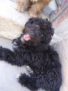 Poodle mix minature schnauzer for sale