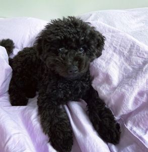Toy poodle Puppies