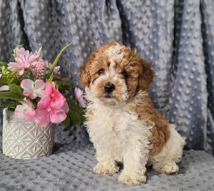 Vibrant toy Poodle puppies for sale